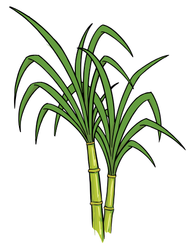 Sugarcane Cultivation